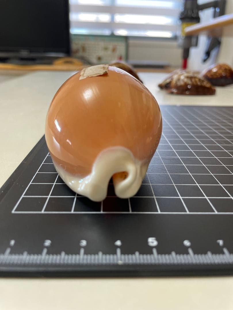 ナンヨウダカラ 貝殻 標本