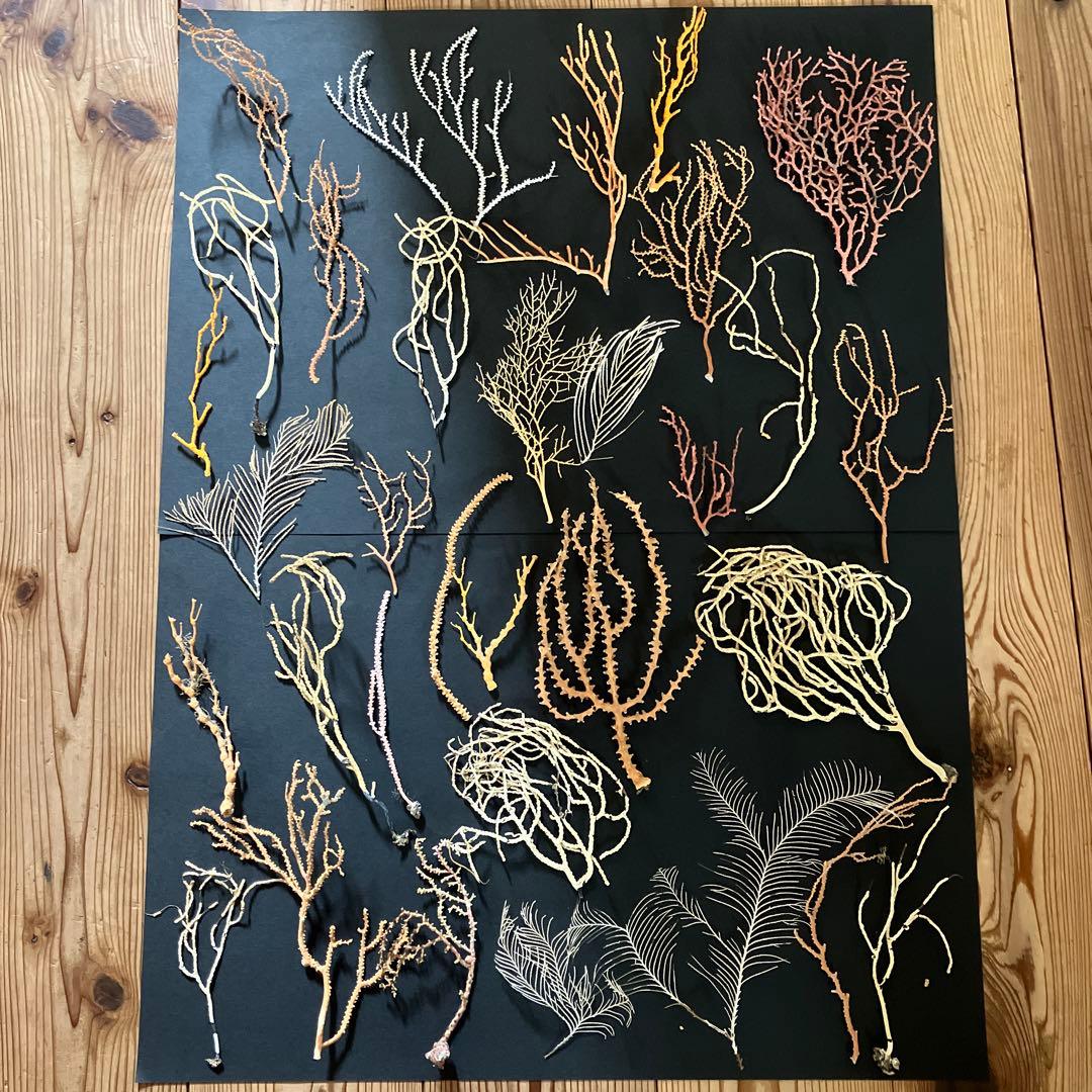 最終値下げ 高知県産珊瑚セット 最終値下げ 高知県産珊瑚セット