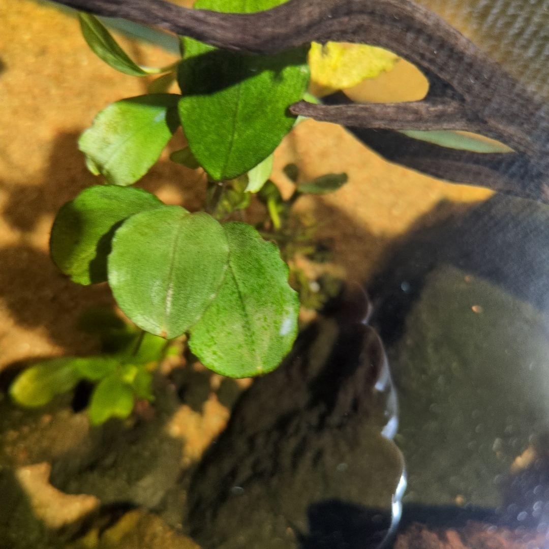 ブセファランドラ 写真のものすべて 水中葉 引退出品