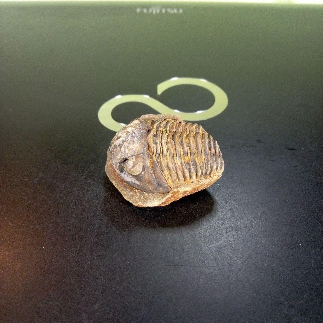 三葉虫 化石 fossil ボリビア産 trilobite 南アメリカ化石郡⑦