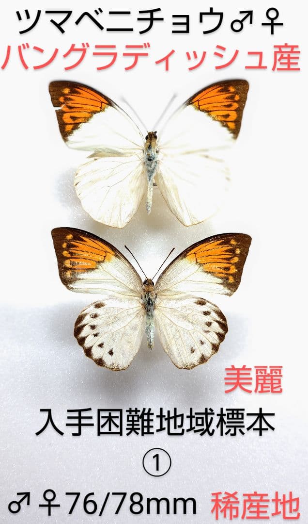 ツマベニチョウ♂♀標本★バングラディッシュ産★入手困難地域・貴重標本 スーパー異常型】ツマベニチョウ♂標本☆カンゲアン島産☆ 完全白化型