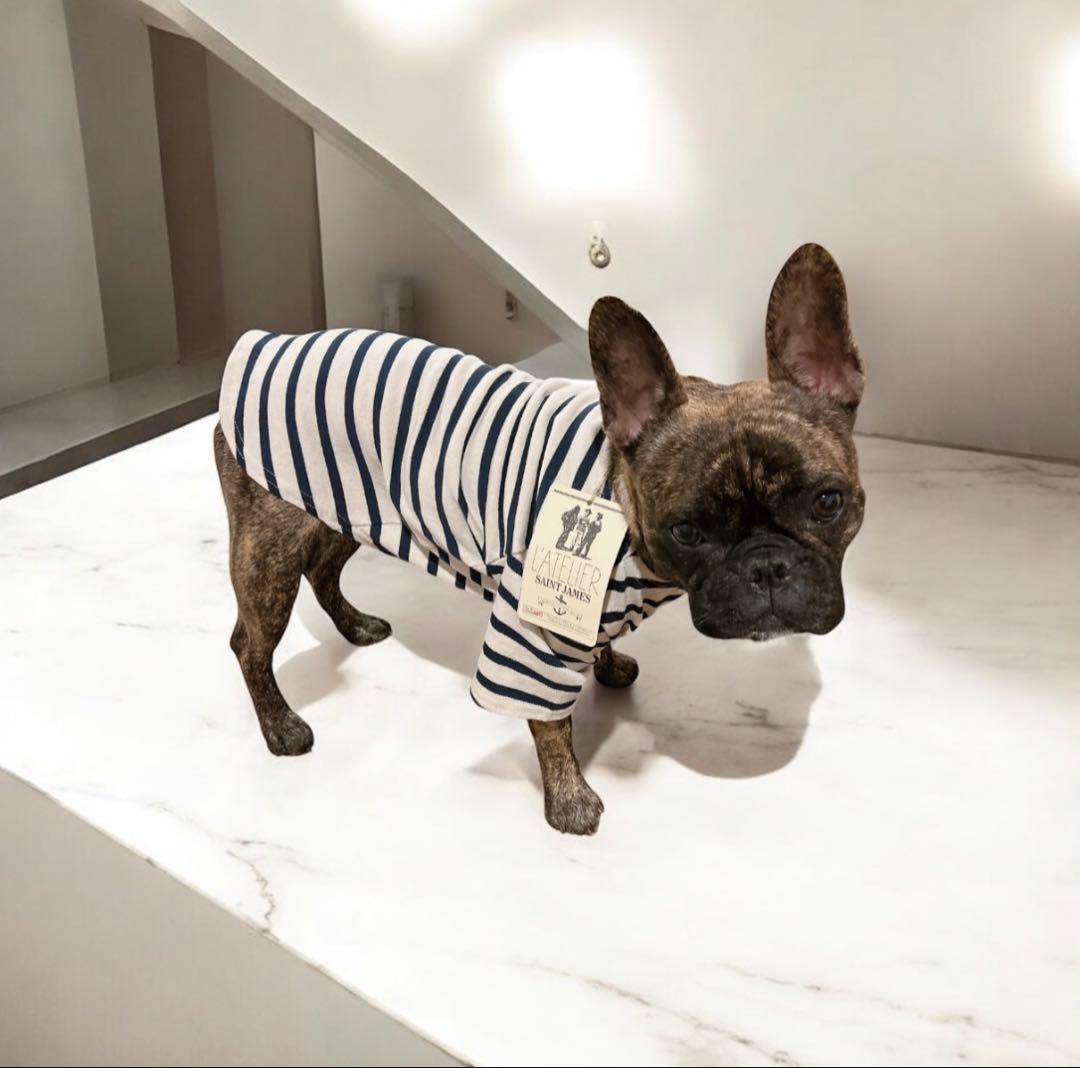 新品未使用／日本未入荷】セントジェームス 犬服 XL フランス