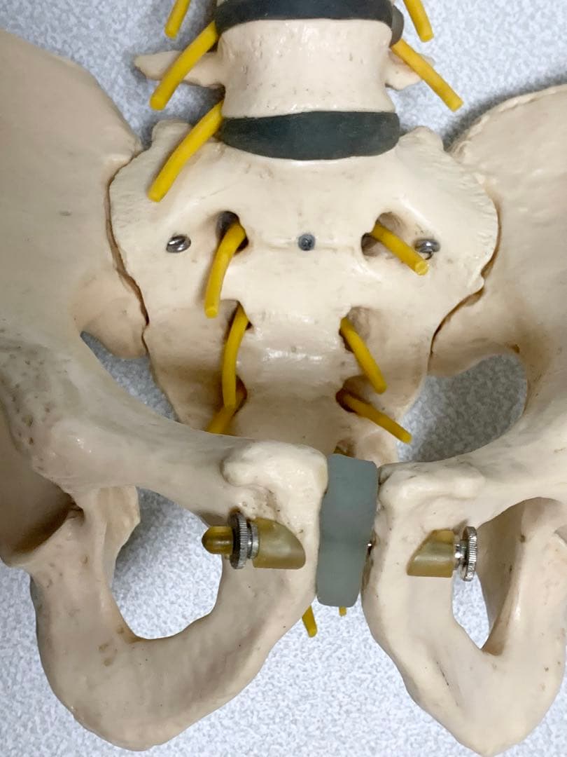 人体脊椎模型 可動式 約85cmカイロプラクティック 全健会 コタロウ