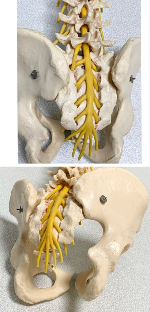 人体脊椎模型 可動式 約85cmカイロプラクティック 全健会 コタロウ