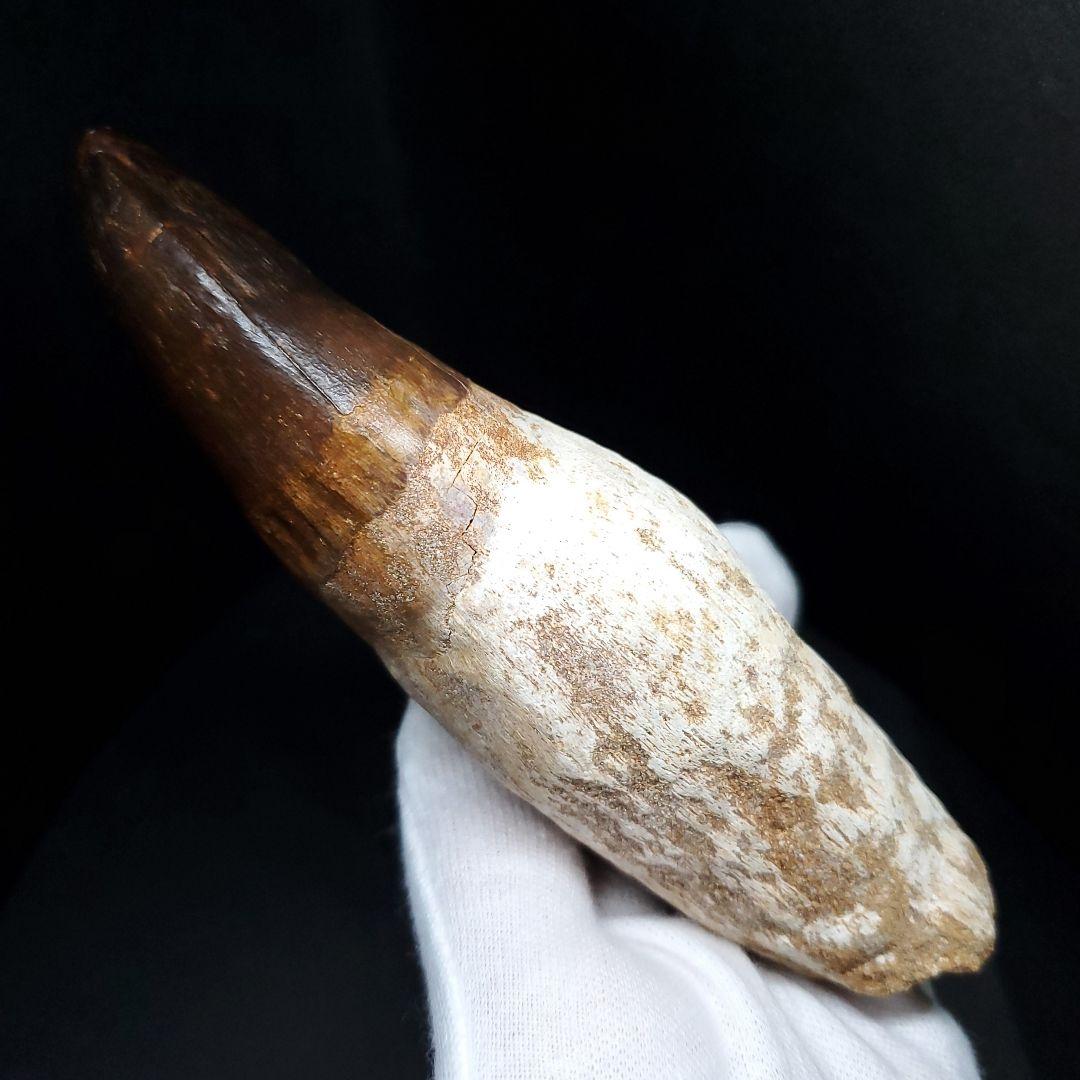 特大 歯根付き モササウルス 化石 歯 本物 123.82mm mos74