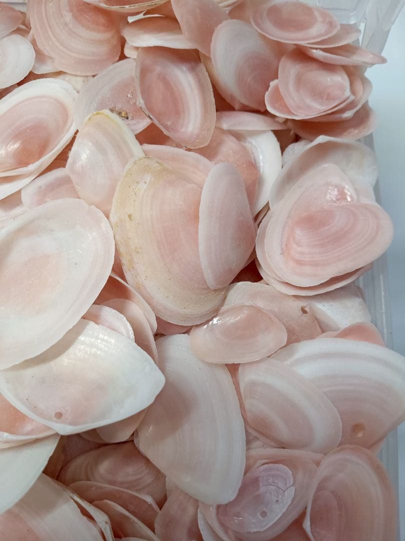 天然 桜貝 さくら貝 貝殻 中2 小1 計 約1kg+57インテリア パーツ