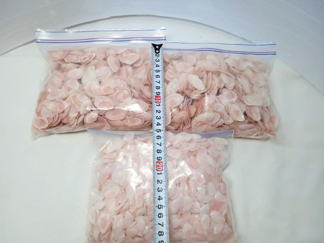 天然 桜貝 さくら貝 貝殻 中2 小1 計 約1kg+57インテリア パーツ