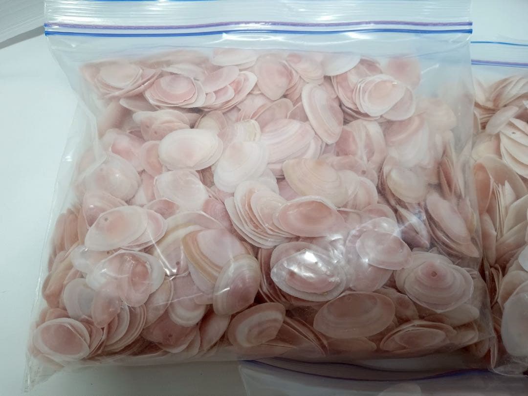 天然 桜貝 さくら貝 貝殻 中2 小1 計 約1kg+57インテリア パーツ