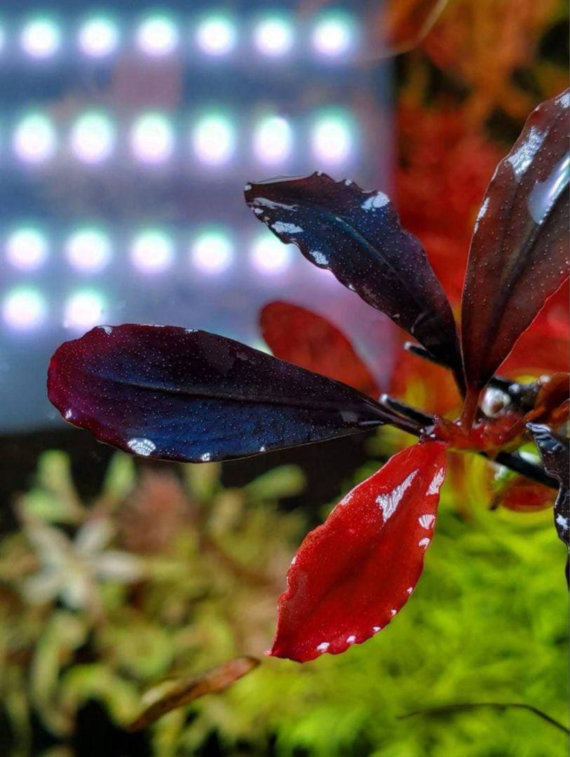 Bucephalandra sp.Ghost kalimantan Bucephalandra sp.Ghost