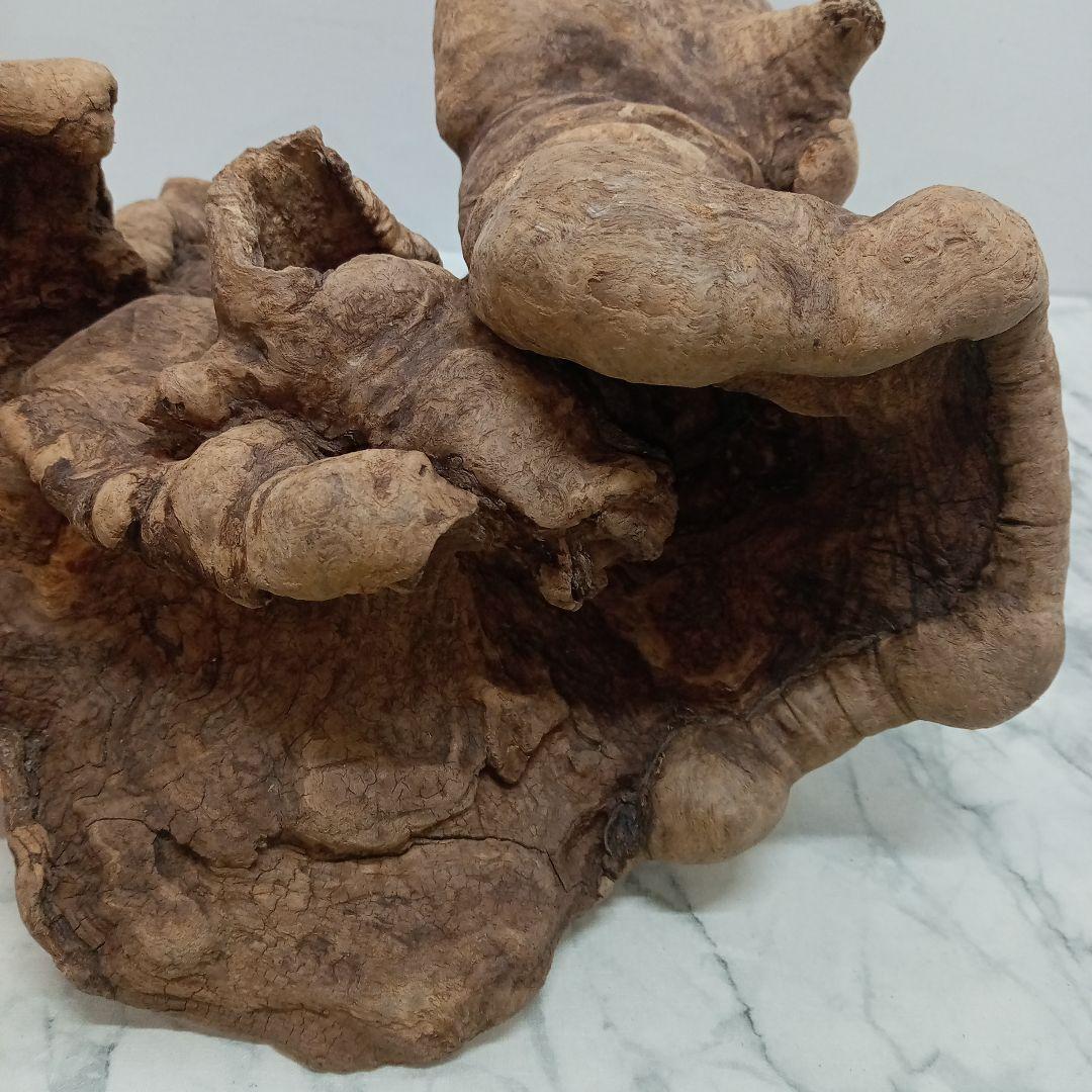 アク抜き済み流木【328】最終価格