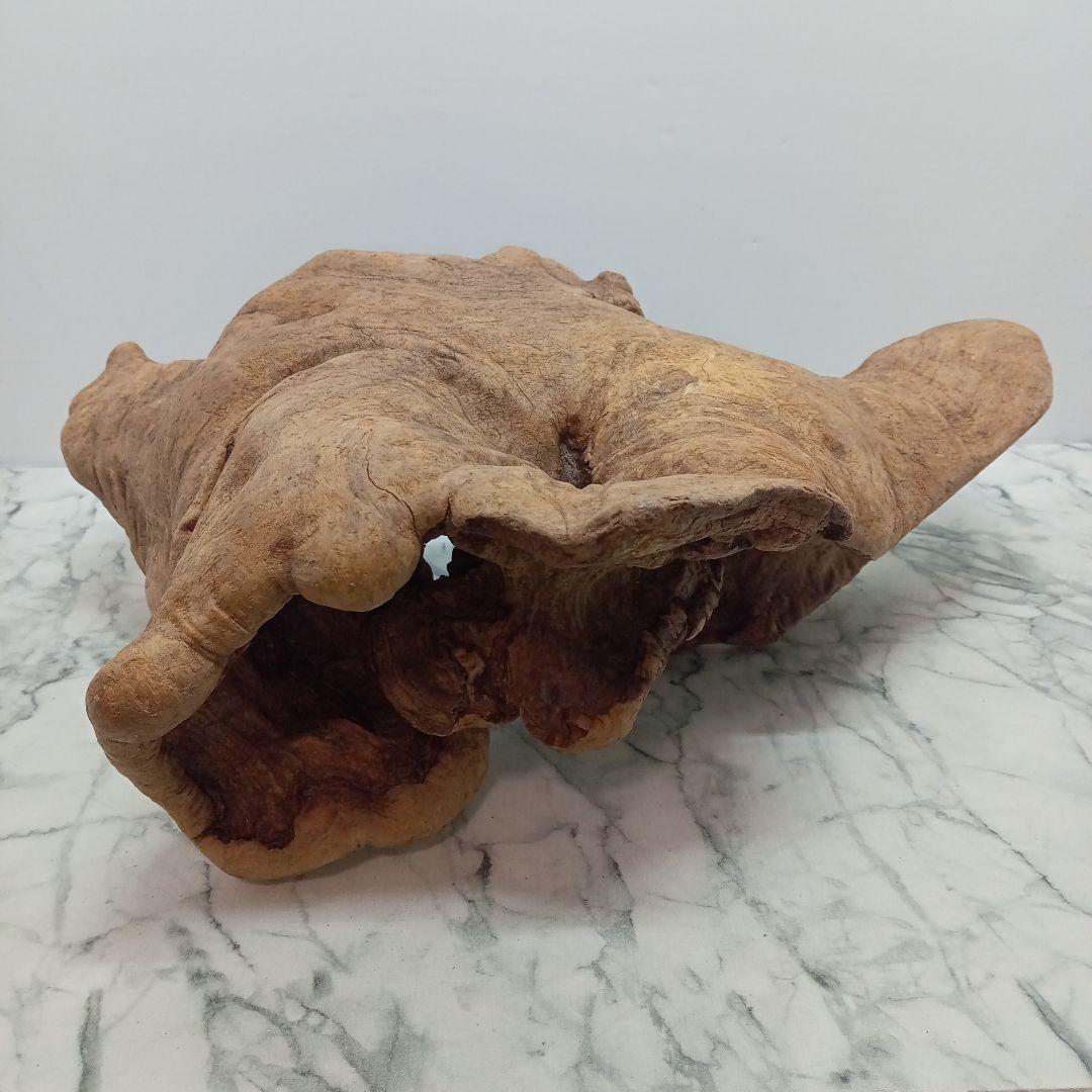 アク抜き済み流木【328】最終価格