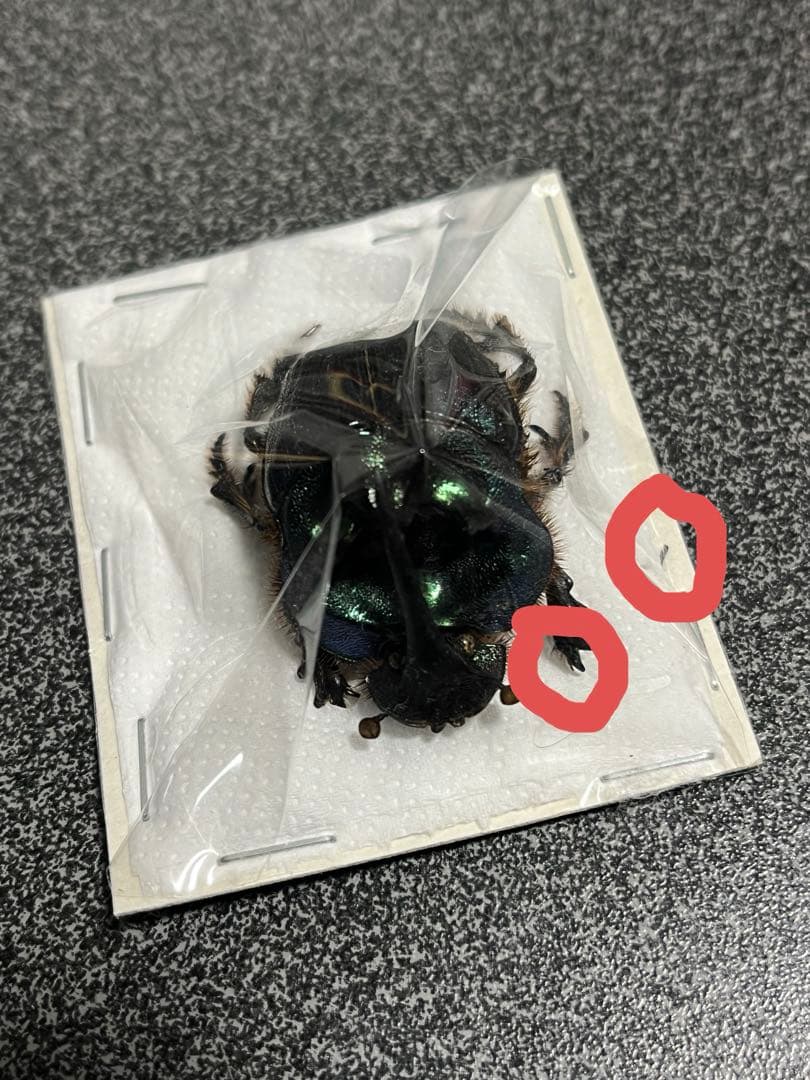 ボナリエンシスオオニジダイコクコガネ ブルー系 大型ペアの通販はau