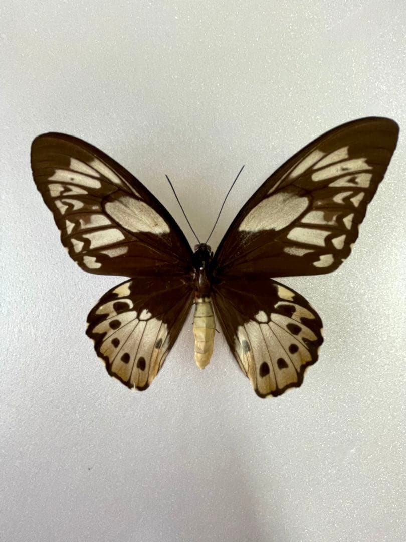 1ペア】ミドリメガネトリバネアゲハ（インドネシア・ビアク島）