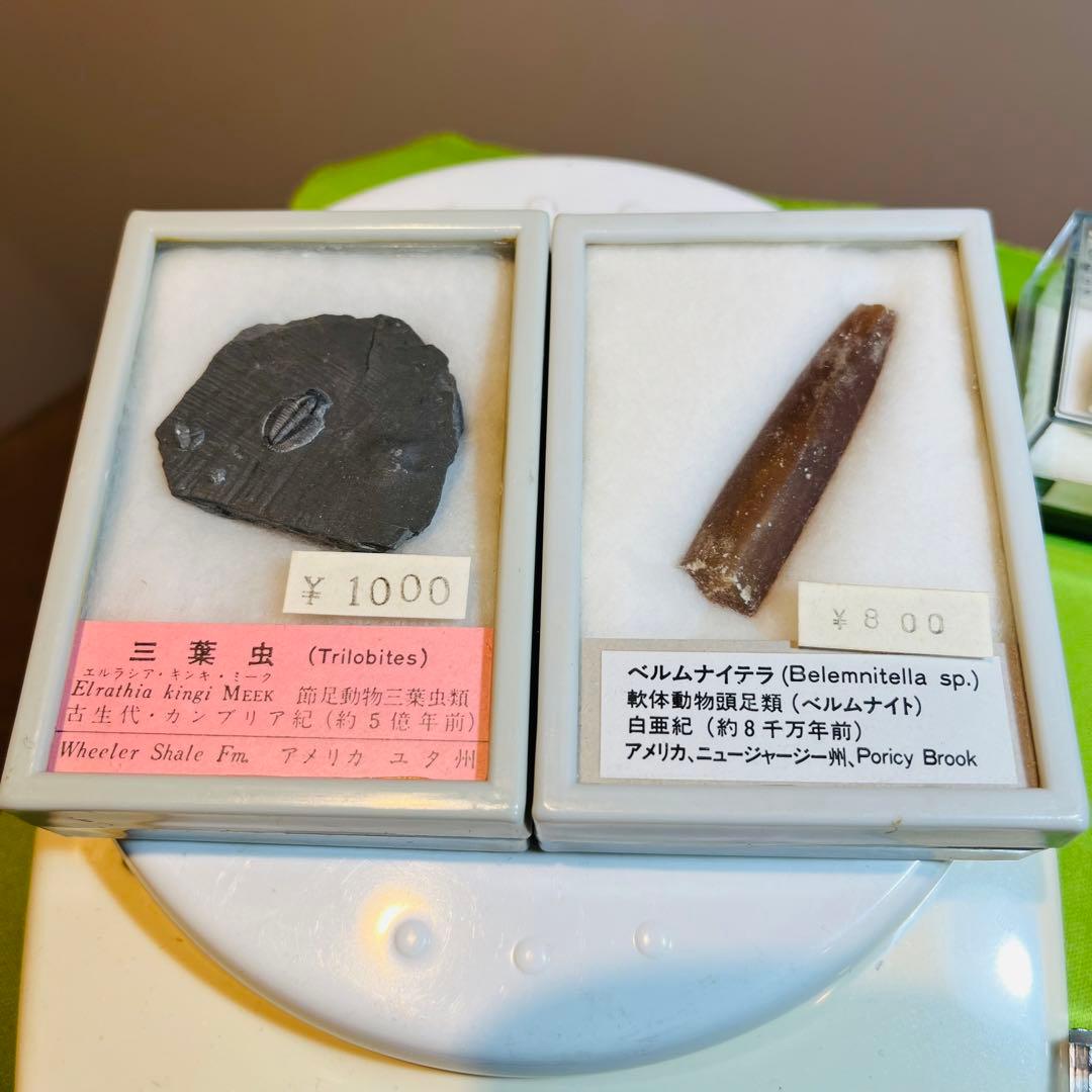 化石 まとめ売り 三葉虫 貝 シダ ウニ アンモナイト