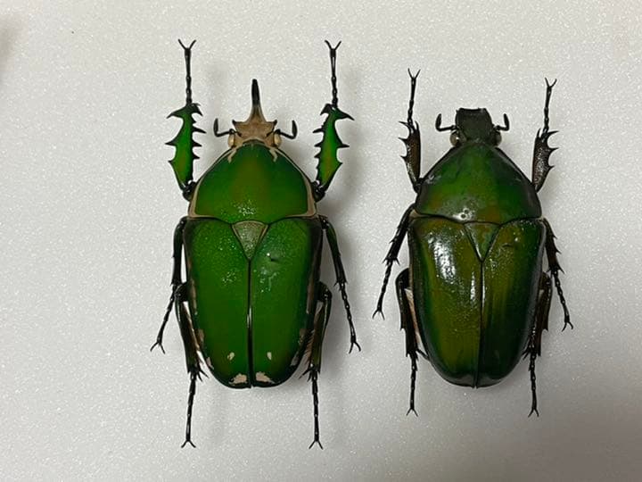 クビワオオツノカナブンペア標本① - メルカリ