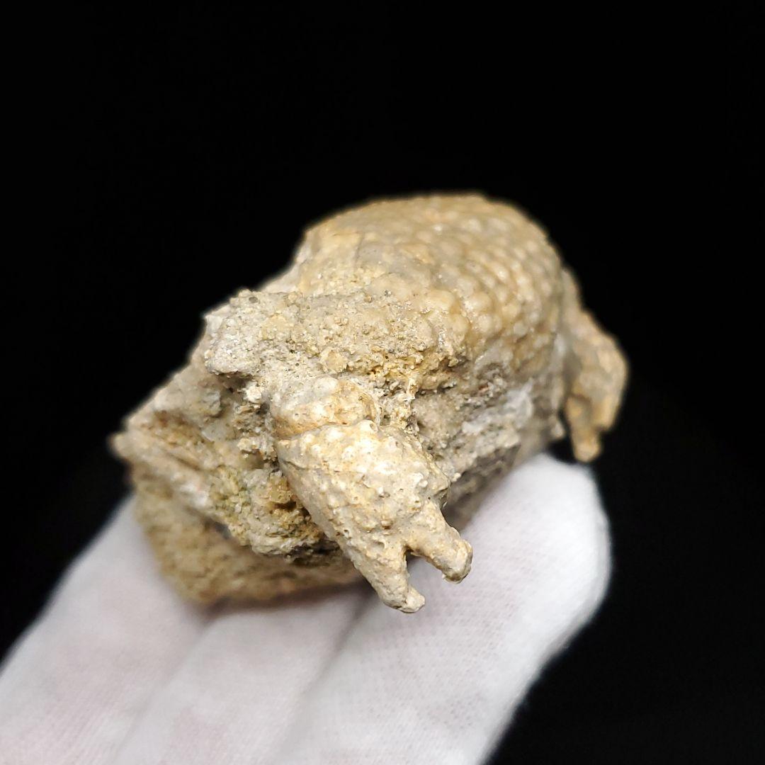 美品 カニ 本物 化石 産 48.53mm  fcr6