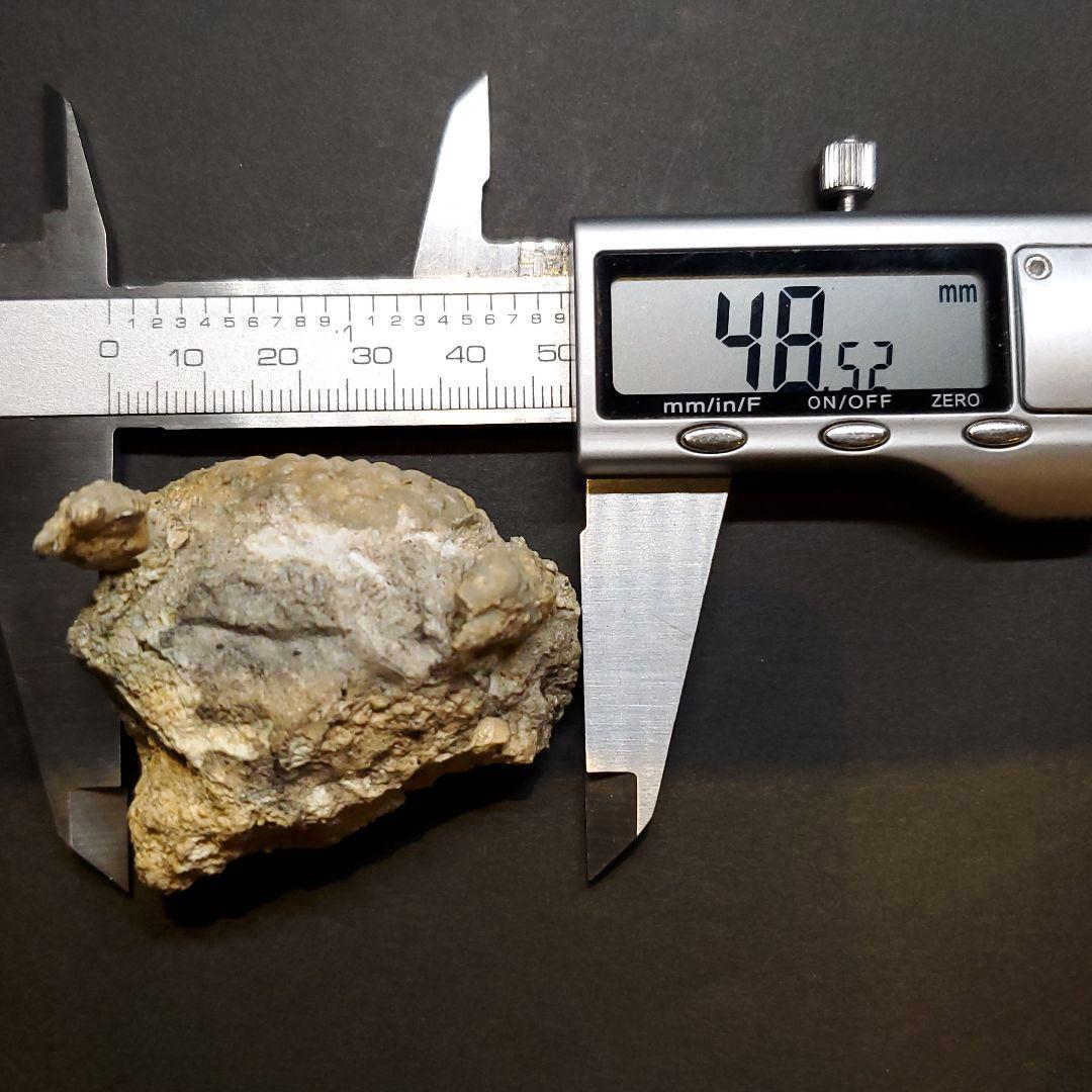 美品 カニ 本物 化石 産 48.53mm  fcr6