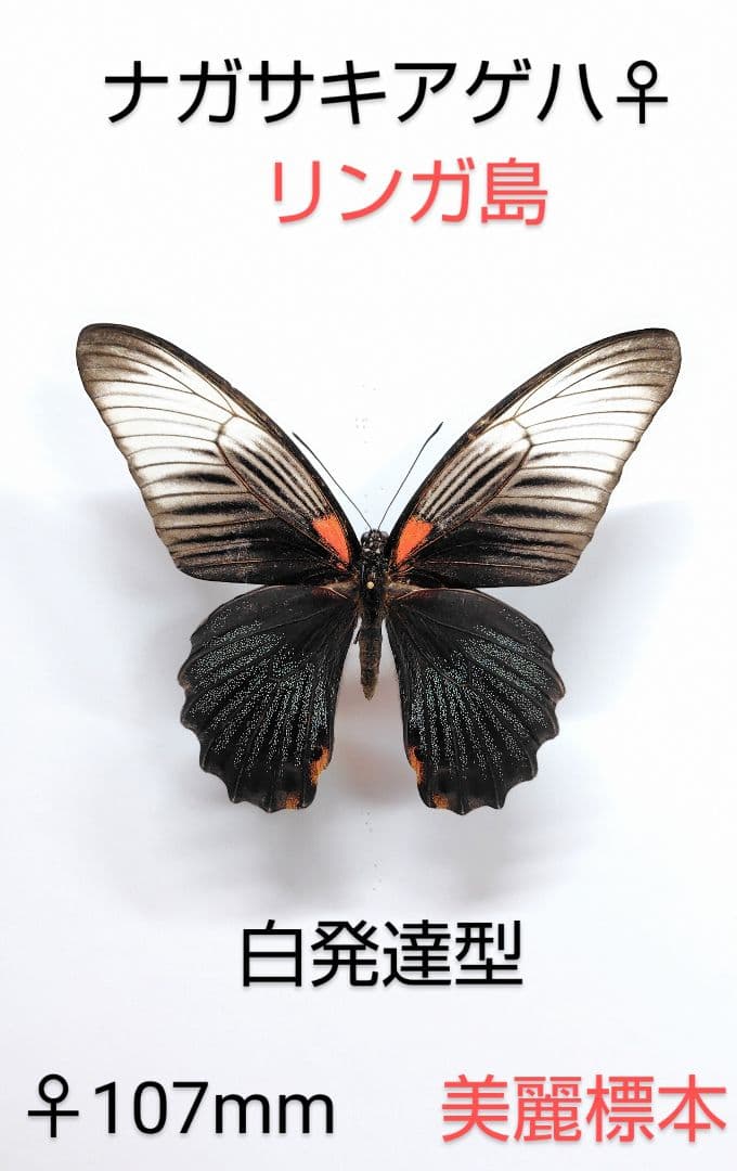 シボリアゲハ ♂標本☆北東インド産☆大型美麗個体☆この産地この状態