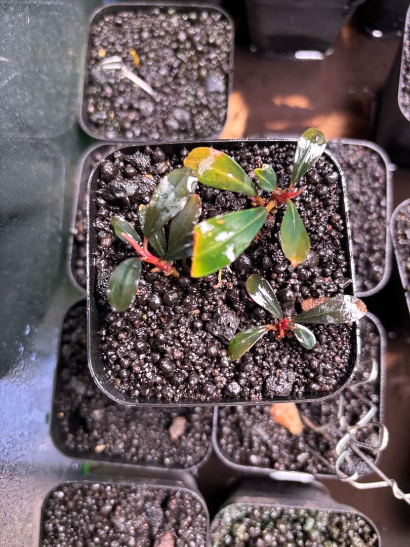 ブセファランドラ sp.Dark Paris 36 - メルカリ