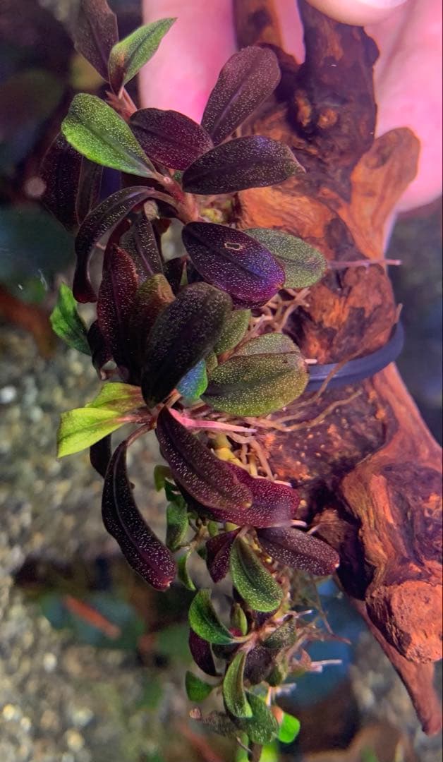 水中葉☆ブセファランドラ☆ Blue Oval、Mini Jade☆2株セット☆