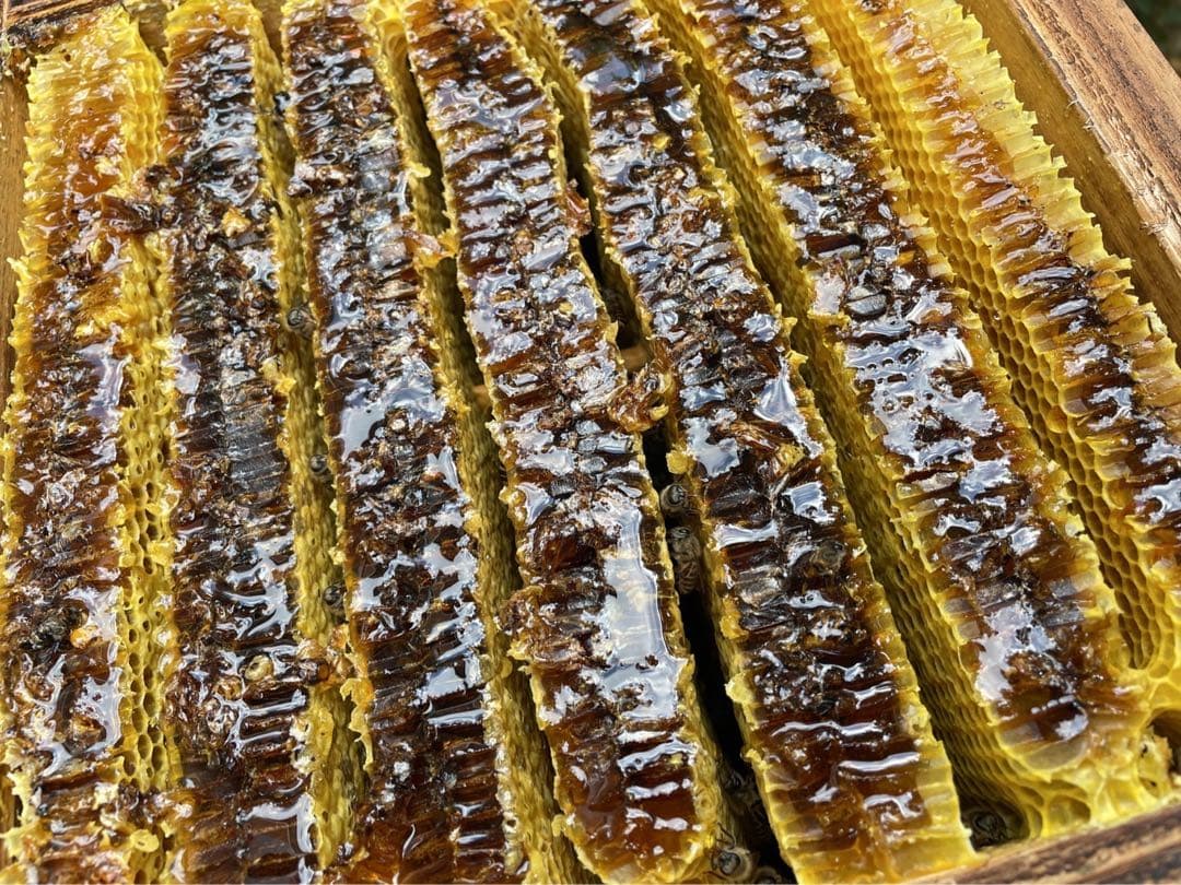 日本ミツバチ重箱式巣箱　捕獲飼育用　待ち箱