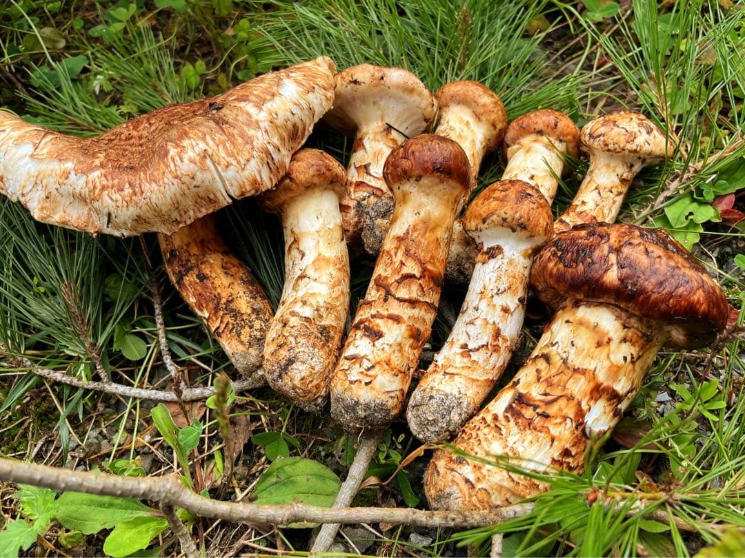 腕時計古物手巻き時間ターコイズ族インレイバンドノスタルジック