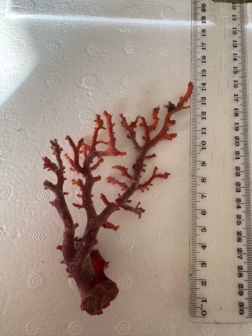 宝石珊瑚　血赤珊瑚　原木