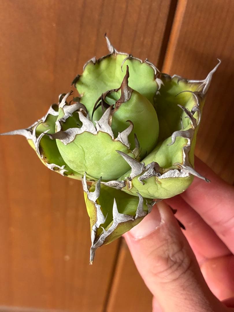 ☆まる2様 リクエスト 2点 まとめ商品 - メルカリ