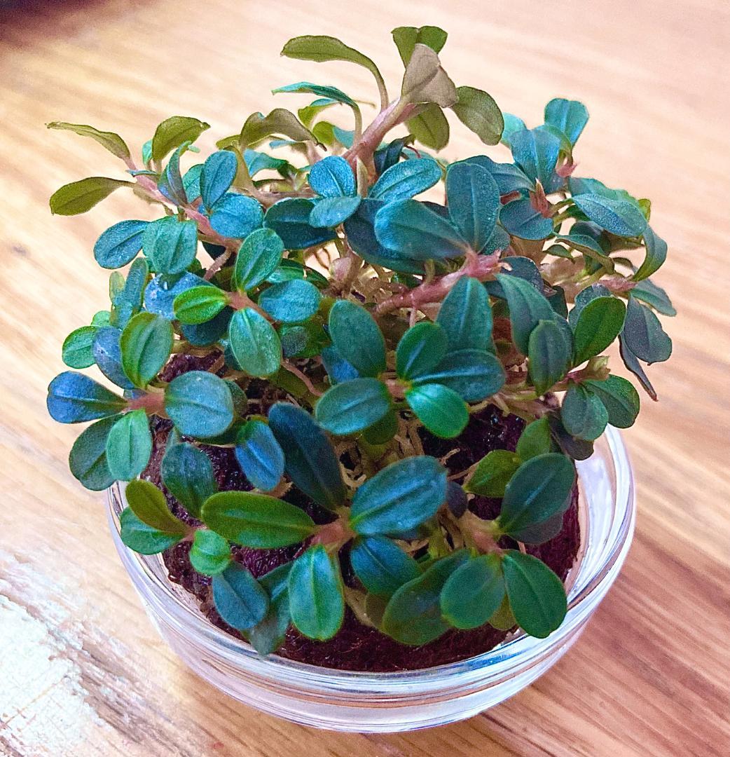 【ルージュ】Bucephalandra sp. Mini Phantom ルージュBucephalandra sp. Mini Phantom Bucephalandra Brownie