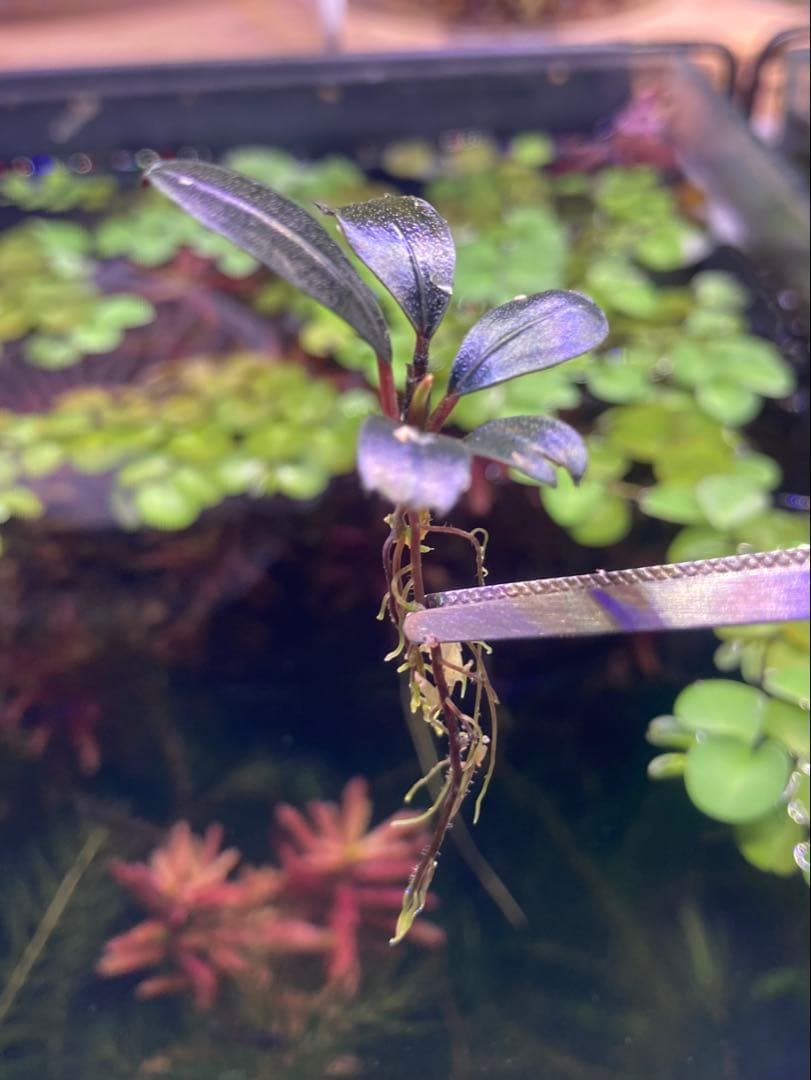 ニューリリィパイプ P-2 ADA リリィパイプP-2 V-3 パレングラスTYPE-3