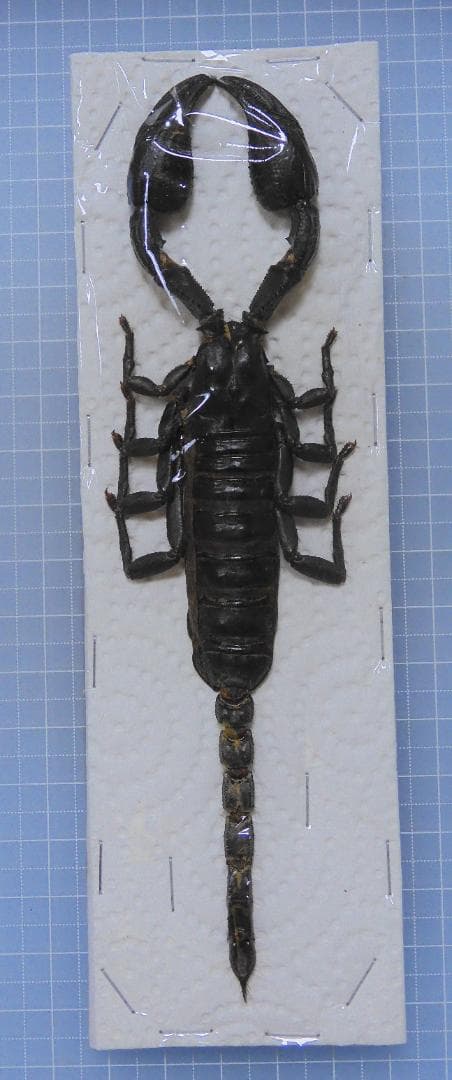 そばぼうろ様 リクエスト 9点 まとめ商品 ロッキー様 リクエスト 2点