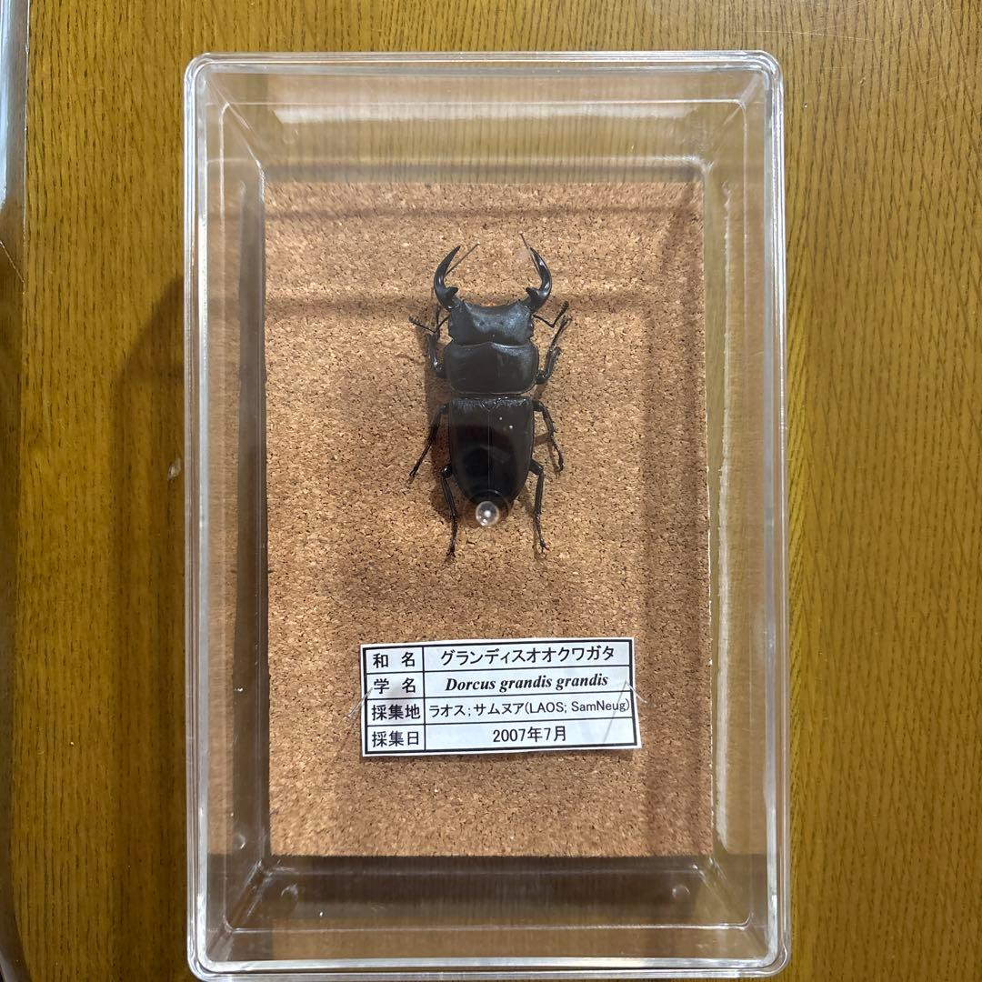 グランディスオオクワガタ 標本 - メルカリ