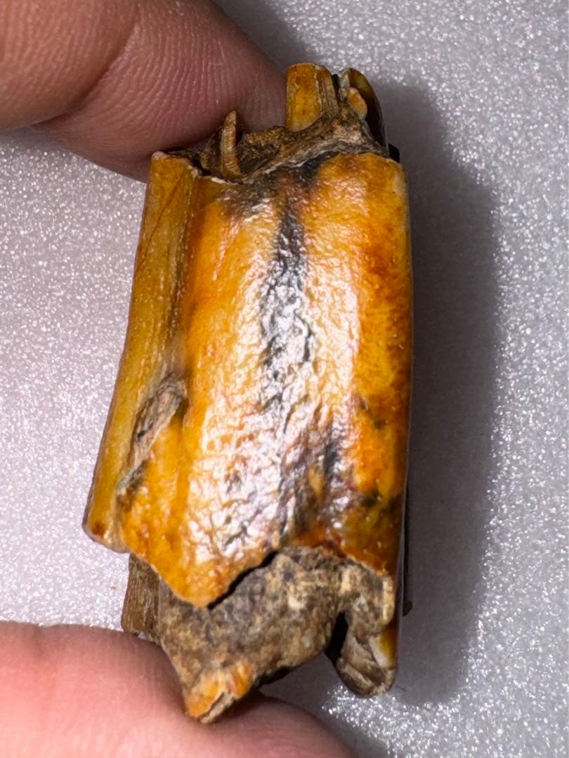 沖縄産、牛の歯化石