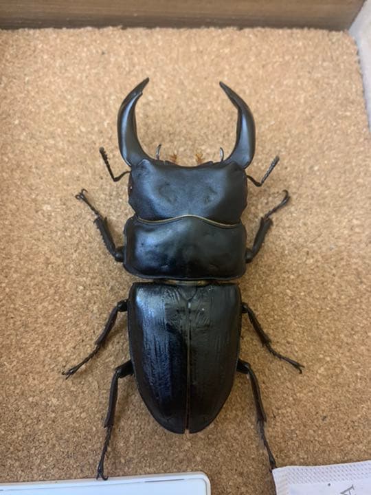 昆虫 標本 クワガタ 国産オオクワガタ