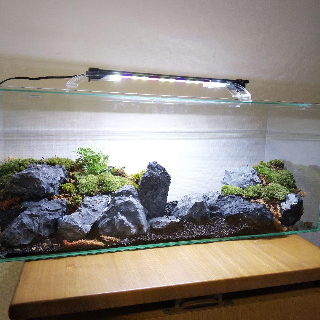 完成品】アクアテラリウム イモリウム 苔 水槽 苔テラリウム
