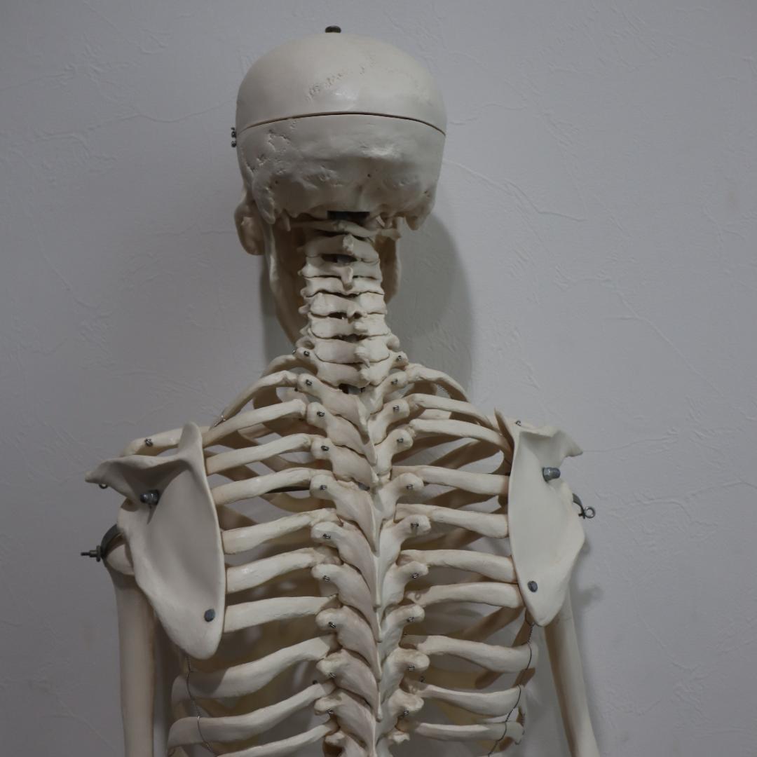 ま*さ様 3B Scientific 170cm 人体模型 キャスター付き 全身