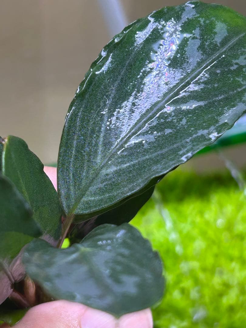 Bucephalandra sp.Pearl gray 水中葉 Bucephalandra sp.Pearl gray TB