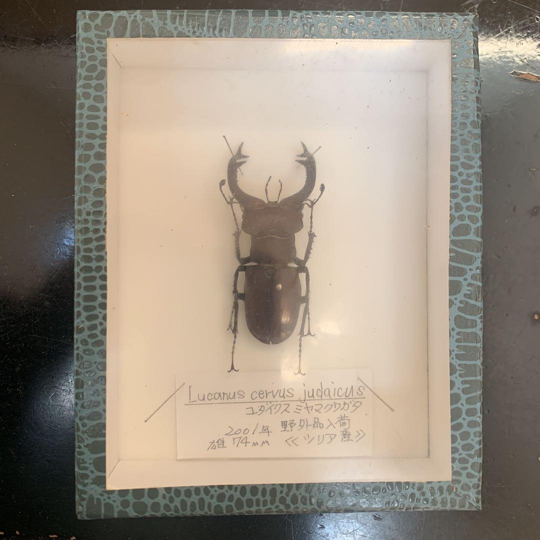 Lucanus cervus judaicus 雄74㍉野外品 ユダイクスミヤマクワガタ