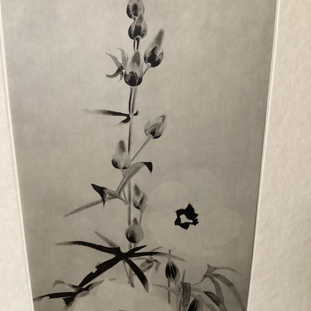 天才画家　速水御舟　作品集大作編　便利堂監修　画集【露　潤】　NO 41