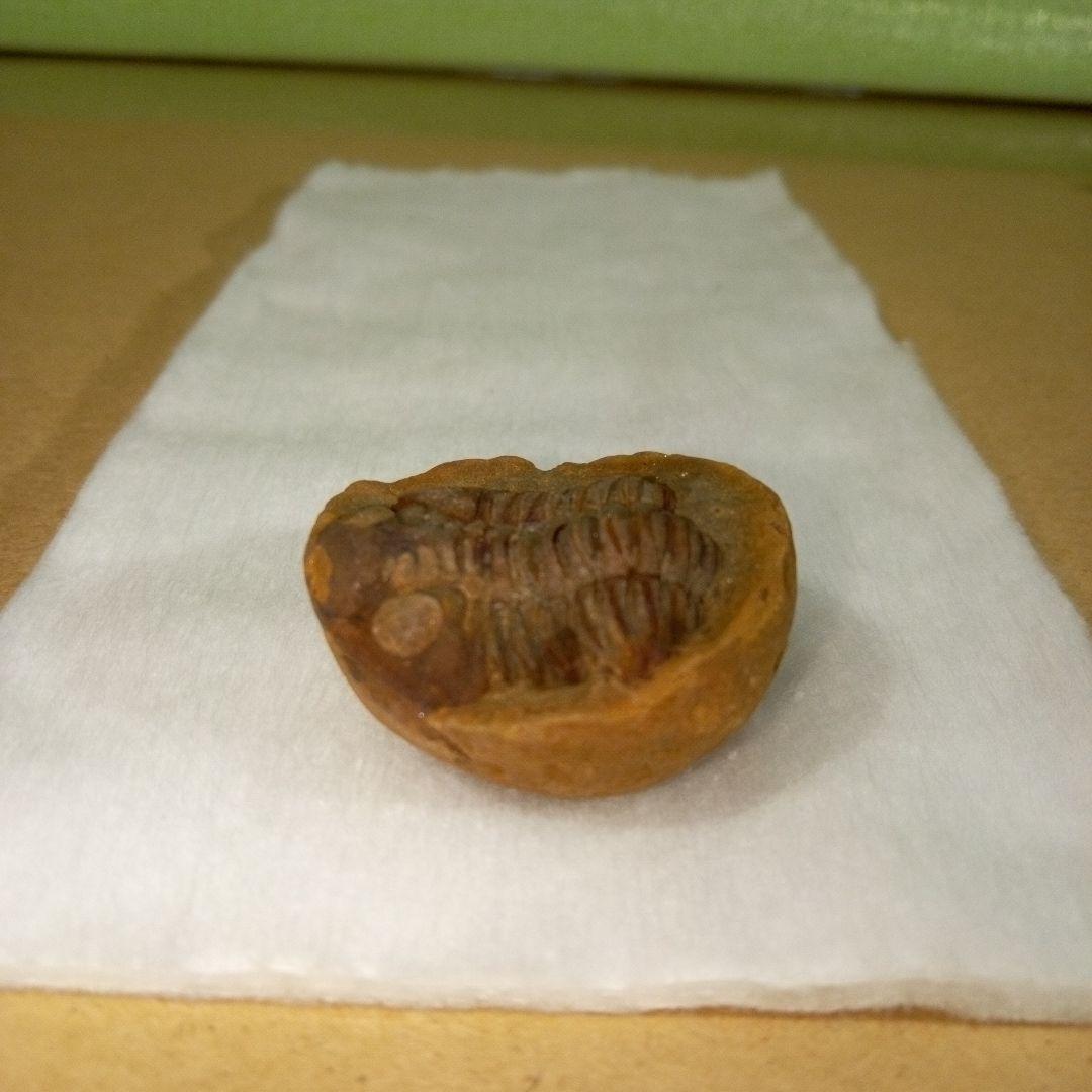 三葉虫 化石 三葉虫化石 究極のレトロ fossil ボリビア産 化石管理番号⑥