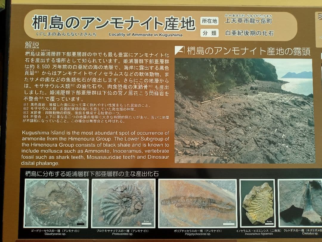 九州産 アンモナイト プロテキサナイテス 超特大 希少 博物館展示級