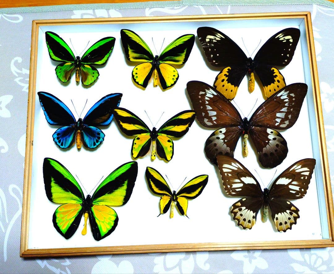 あ*ー様 外国産蝶標本‼️豪華トリバネアゲハの世界セット