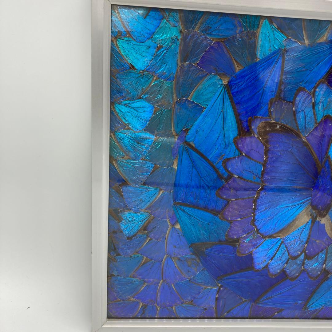 レア】 モルフォ蝶 アート 標本 芸術 コレクション 海外 美術 絵 昆虫 ⑥