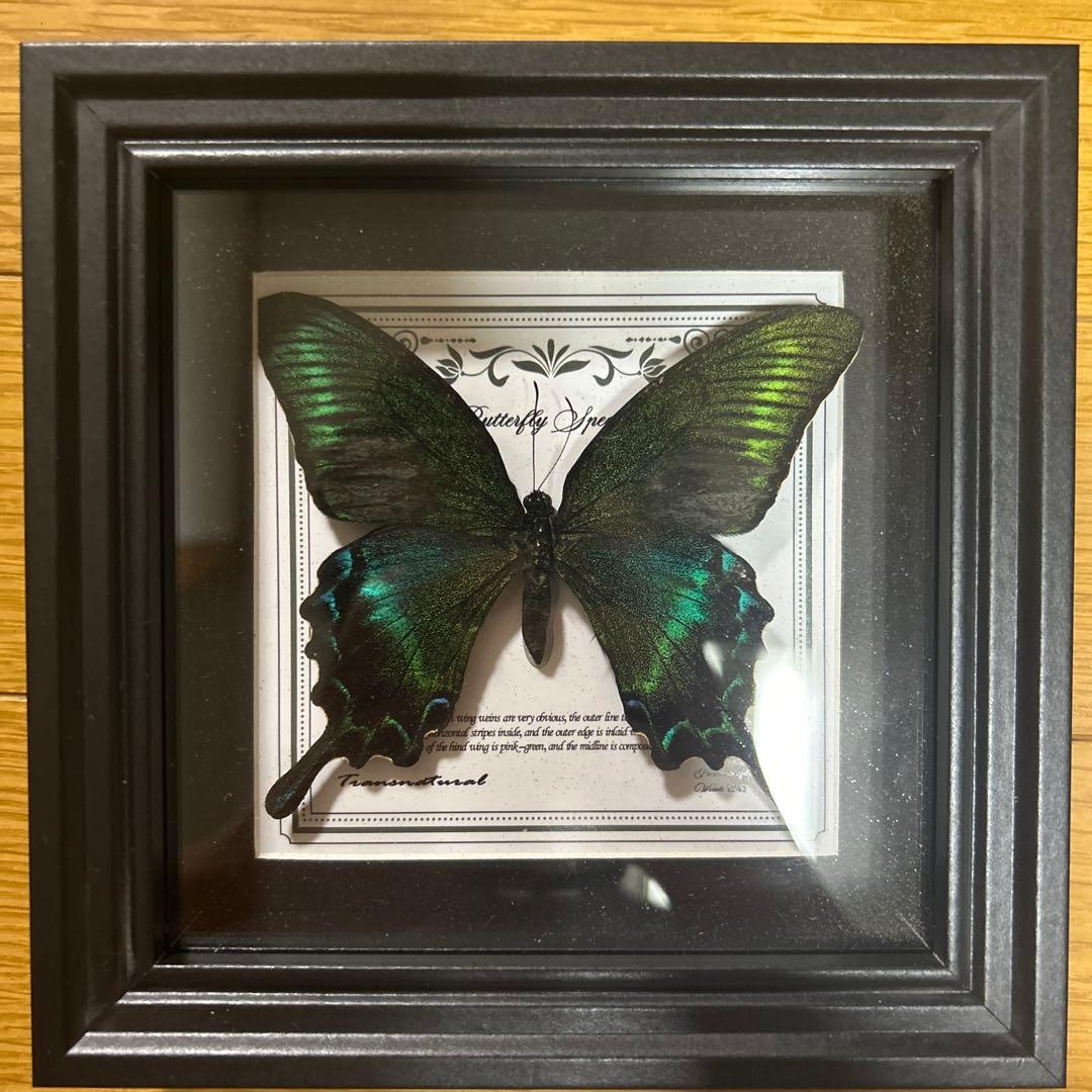 昆虫標本 ムネスジフトカミキリモドキ