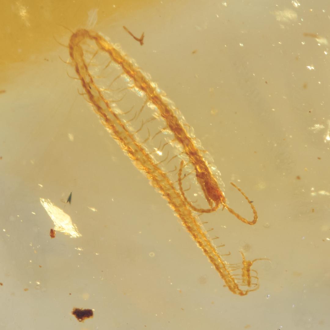 レア極上品 PA0002虫入り琥珀化石　ミャンマーカムティかタナイ9900万年前 レア極上品 PA0092虫入り琥珀化石 ミャンマーカムティかタナイ9900万年