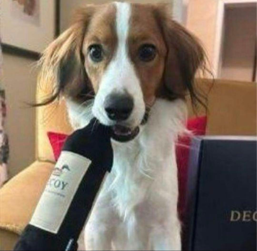 大谷翔平 デコピン Decoy 犬用おもちゃ ドックトイ - メルカリ