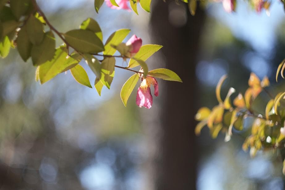 Helios44-2 58mm f2 M42 Zeissの銘玉Biotarコピー - メルカリ