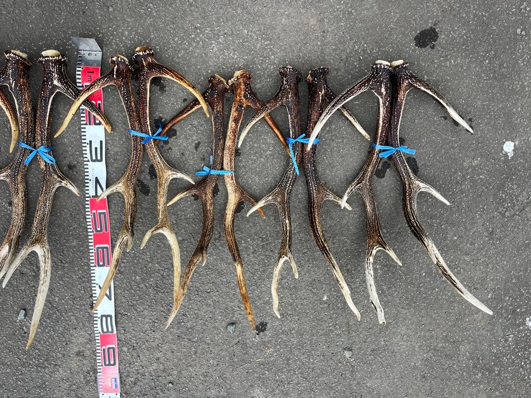 エゾシカのツノ　1