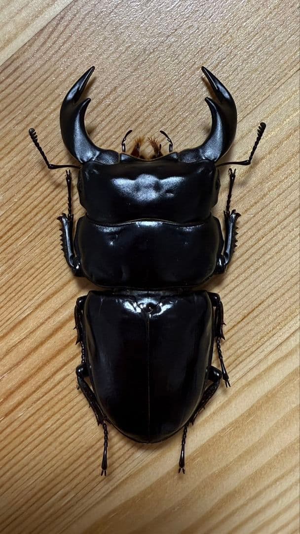 ツヤケシオニノコギリカミキリ 標本！大型！2