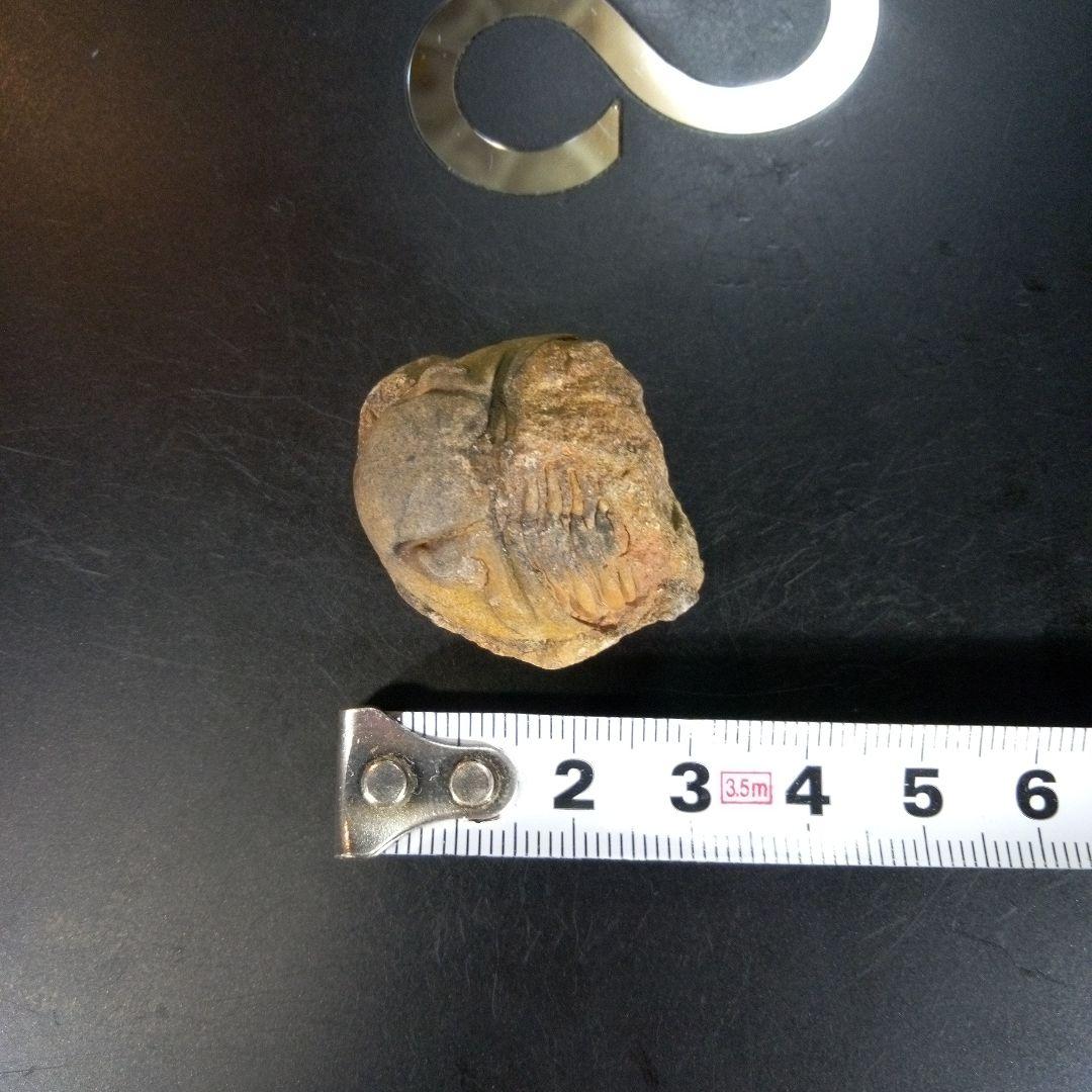 三葉虫 南米産 化石 fossil ボリビア産 trilobite 南米化石郡⑤